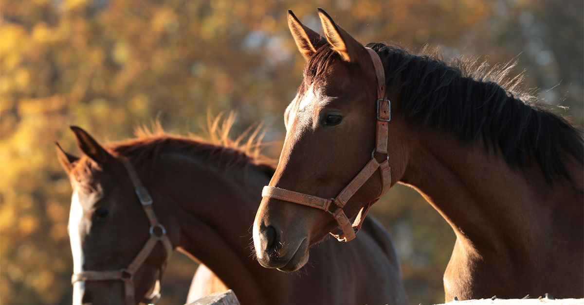 Reiki OC Blog - True Stories from a Reiki Animal Communicator