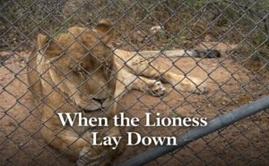 Lioness Laying Down